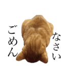 猫で伝えたい感情（個別スタンプ：4）
