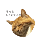 猫で伝えたい感情（個別スタンプ：5）