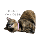 猫で伝えたい感情（個別スタンプ：6）
