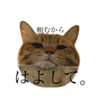 猫で伝えたい感情（個別スタンプ：7）