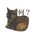 猫で伝えたい感情（個別スタンプ：8）