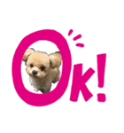 うちの犬.1（個別スタンプ：3）