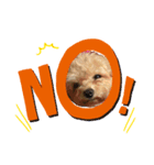 うちの犬.1（個別スタンプ：4）