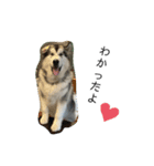 husky ＆malamute 三兄弟（個別スタンプ：1）