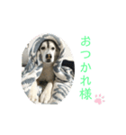 husky ＆malamute 三兄弟（個別スタンプ：2）