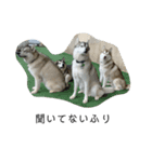 husky ＆malamute 三兄弟（個別スタンプ：3）