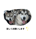 husky ＆malamute 三兄弟（個別スタンプ：4）