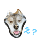 husky ＆malamute 三兄弟（個別スタンプ：5）