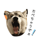 husky ＆malamute 三兄弟（個別スタンプ：6）