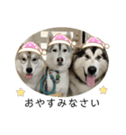 husky ＆malamute 三兄弟（個別スタンプ：7）
