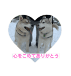 husky ＆malamute 三兄弟（個別スタンプ：8）
