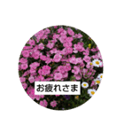 お花の写真でご挨拶（個別スタンプ：4）