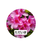 お花の写真でご挨拶（個別スタンプ：5）