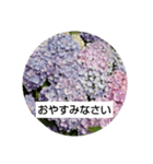 お花の写真でご挨拶（個別スタンプ：6）