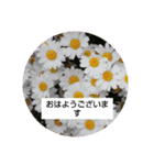 お花の写真でご挨拶（個別スタンプ：7）