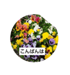 お花の写真でご挨拶（個別スタンプ：8）