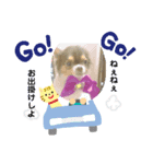 chihuahua4.（個別スタンプ：1）
