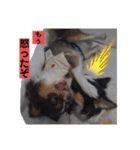 chihuahua4.（個別スタンプ：2）
