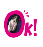 chihuahua4.（個別スタンプ：4）