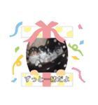 chihuahua4.（個別スタンプ：5）