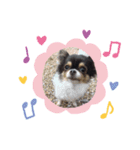 chihuahua4.（個別スタンプ：8）