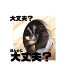 Happy フクロモモンガ（個別スタンプ：4）