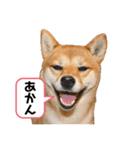 マロさんテトさん（個別スタンプ：1）