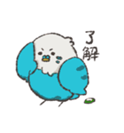 セキセイインコちゃんず（個別スタンプ：1）
