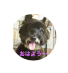 いぬのシンバ（個別スタンプ：1）