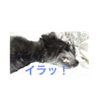 いぬのシンバ（個別スタンプ：4）