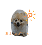 ポメラニアン-さくら-（個別スタンプ：1）