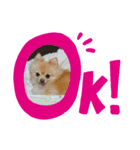 ポメラニアン-さくら-（個別スタンプ：2）