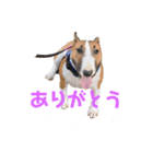 ブルテリア こむぎ（個別スタンプ：3）