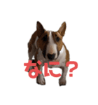 ブルテリア こむぎ（個別スタンプ：5）