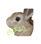 とと、てて（個別スタンプ：4）