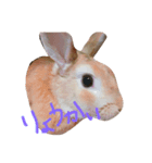 とと、てて（個別スタンプ：8）
