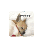 チワワ スカル（個別スタンプ：1）
