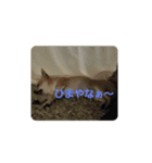 チワワ スカル（個別スタンプ：3）