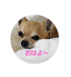 チワワ スカル（個別スタンプ：4）