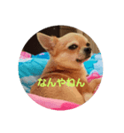 チワワ スカル（個別スタンプ：5）