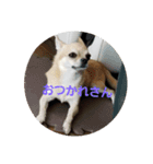 チワワ スカル（個別スタンプ：8）