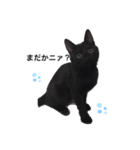 黒猫クロエスタンプ（個別スタンプ：2）