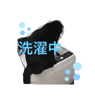 黒猫クロエスタンプ（個別スタンプ：3）