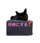黒猫クロエスタンプ（個別スタンプ：4）