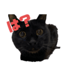黒猫クロエスタンプ（個別スタンプ：7）
