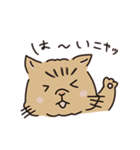 鼻ぺちゃ癒しねこ（個別スタンプ：13）