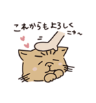 鼻ぺちゃ癒しねこ（個別スタンプ：26）