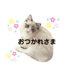 ラグドールくん（個別スタンプ：4）