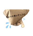 ラグドールくん（個別スタンプ：6）