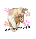 ラグドールくん（個別スタンプ：7）